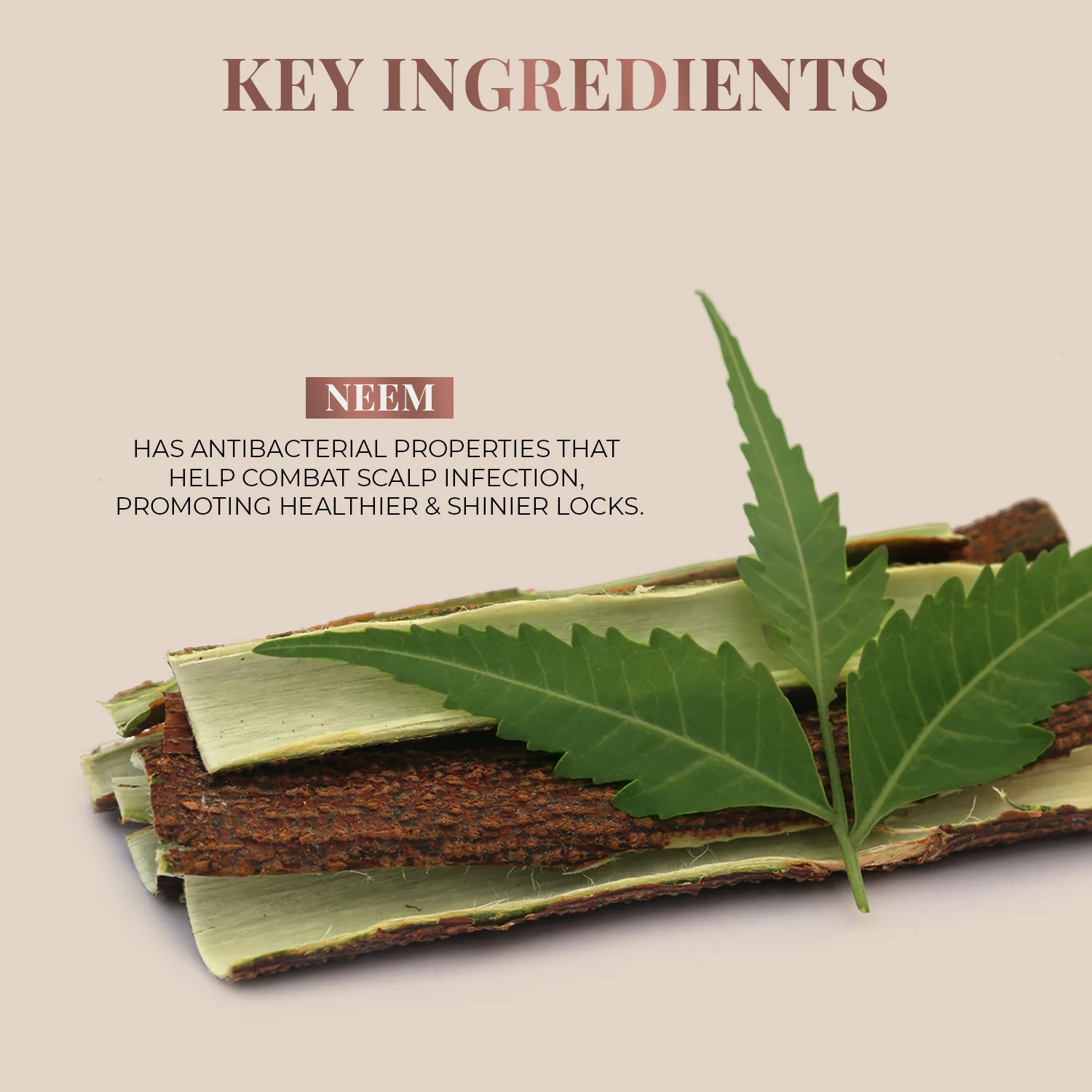 Handmade Wide-Tooth Neem Comb - Image 5